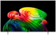 фото Телевизор OLED LG OLED65B6RLA.ARUG