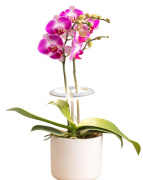фото Светильник Cactus CS-LED-ORCHID