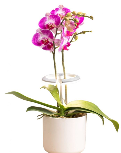 фото Светильник  Cactus CS-LED-ORCHID в Красноярске