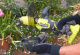 фото Культиватор  Ryobi RY18HCA-0 в Омске
